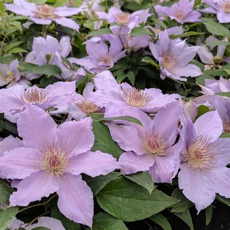 clematis filigree